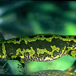 marmoratus hembra.jpg