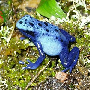 dendrobates h.jpg