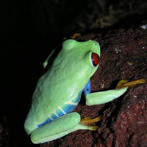 Agalychnis callidryas 2.jpg