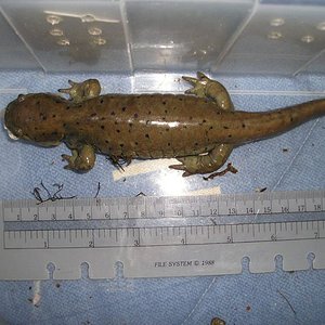 Ambystoma mavortium diaboli.jpg