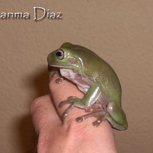 litoria1.jpg