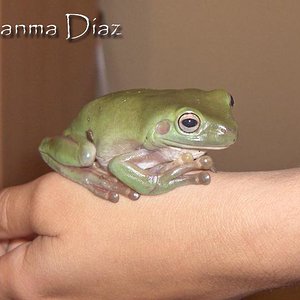 litoria2.jpg