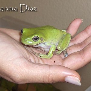 litoria4.jpg