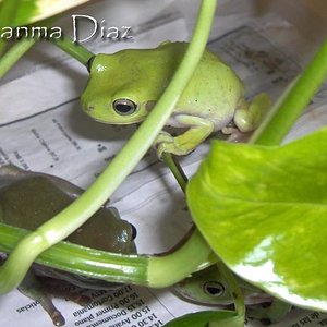 litoria3.jpg