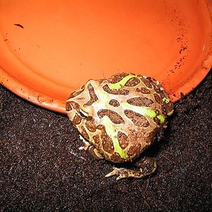 Ceratophrys cranwelli 4.JPG