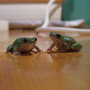 Hyperolius Furcisventris.jpg