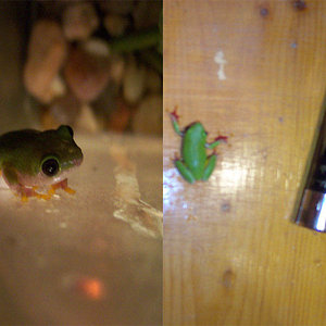 Hyperolius Furcisventris 2.jpg