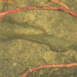 RENACUAJO R. PEREZI.JPG