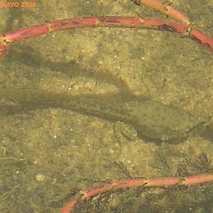 RENACUAJO R. PEREZI.JPG