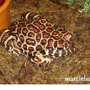 Leptodactylus Laticeps.JPG