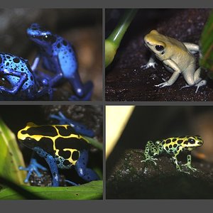 Web Dendrobates taula1b.jpg