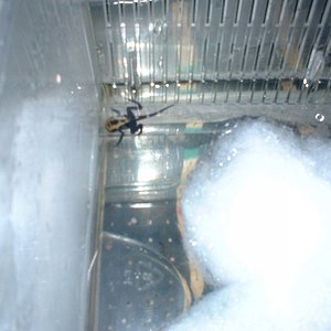 renacuajo D.tinctorius nominat antes metamorfosis.jpg