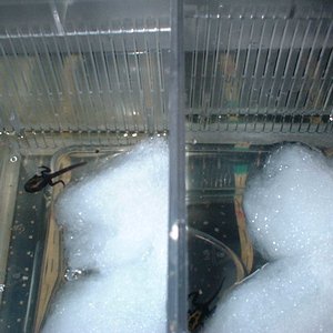 parideras D. Tinctorius.jpg