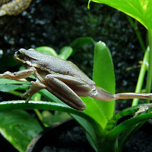 Hyla cinerea 8.jpg