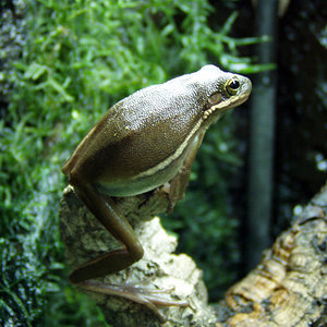 Hyla cinerea 9.jpg