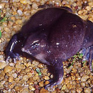 nasikabatrachus sahyadrensis.jpg