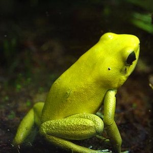 terribilis naranja.JPG