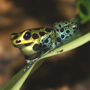 Web Dendrobates variabilis croant.jpg