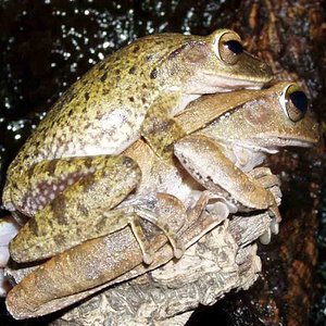 polypedates leucomystax 25.jpg