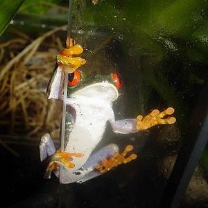 MIS ANIMALES 184.jpg