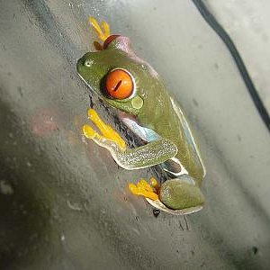 MIS ANIMALES 055.jpg