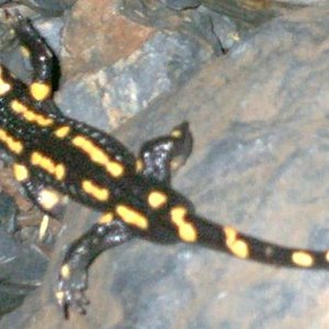 salamandra1.JPG