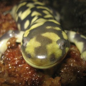 Web Ambystoma tigrinum 1.jpg