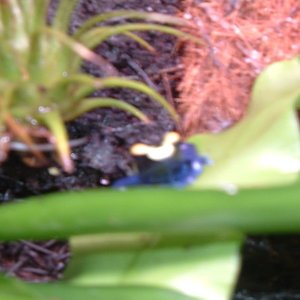 Imagen 096 (600 x 450).jpg