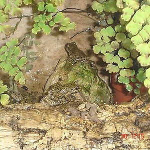 Ferreret Mallorca.JPG