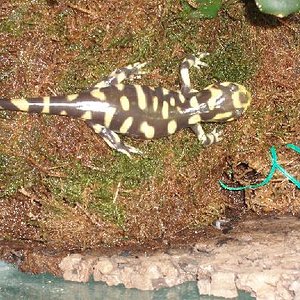 ambystoma.JPG