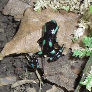 ancon hill cria 2.jpg