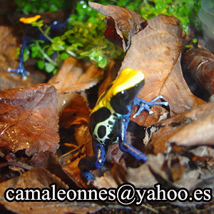 tinctorius _brasil.jpg