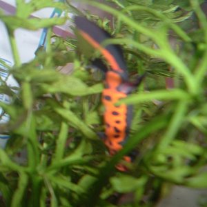 Imagen 117 (600 x 450).jpg