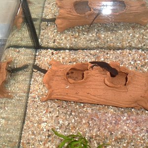 Imagen 119 (600 x 450).jpg