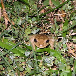 Smilisca baudinii.jpg