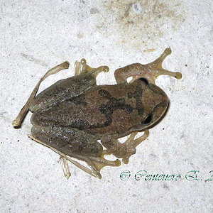 Smilisca baudinii1.jpg