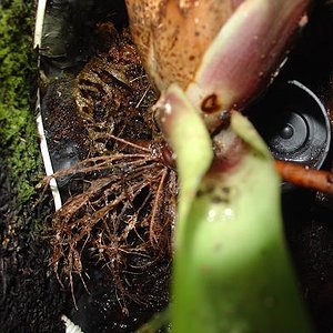 huevos pumilio. 1 JPG.JPG