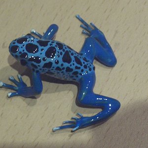 ranas 043.jpg