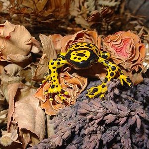 leucomela falsa 2.JPG