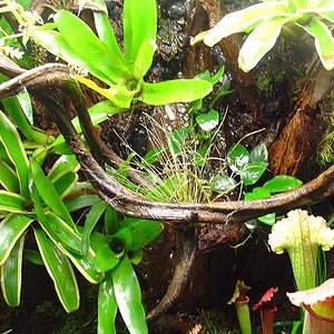 vivario tintorius.JPG