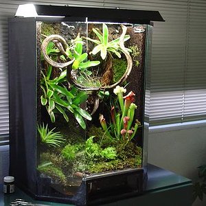 vivario tintorius 1.JPG