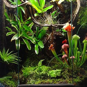 vivario tintorius.JPG1.JPG3.JPG