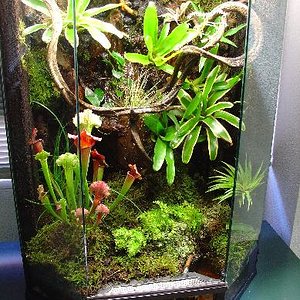 vivario tintorius.JPG1.JPG4.JPG