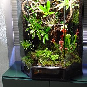 vivario tintorius.JPG1.JPG6.JPG