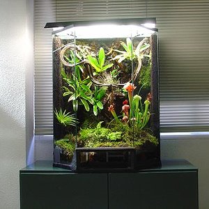 vivatio tintorius.JPG