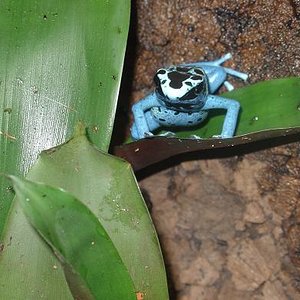 tinintorius blue jeans.JPG