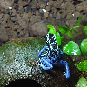 tinintorius blue jeans.JPG1.JPG