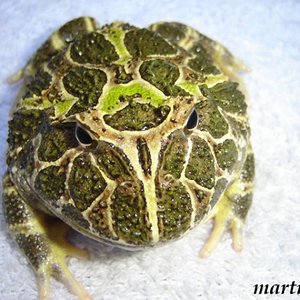 cranw 2 (600 x 450).jpg