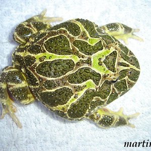 cranw 3 (600 x 450).jpg