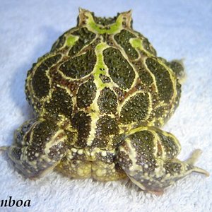 cranw 4 (600 x 450).jpg